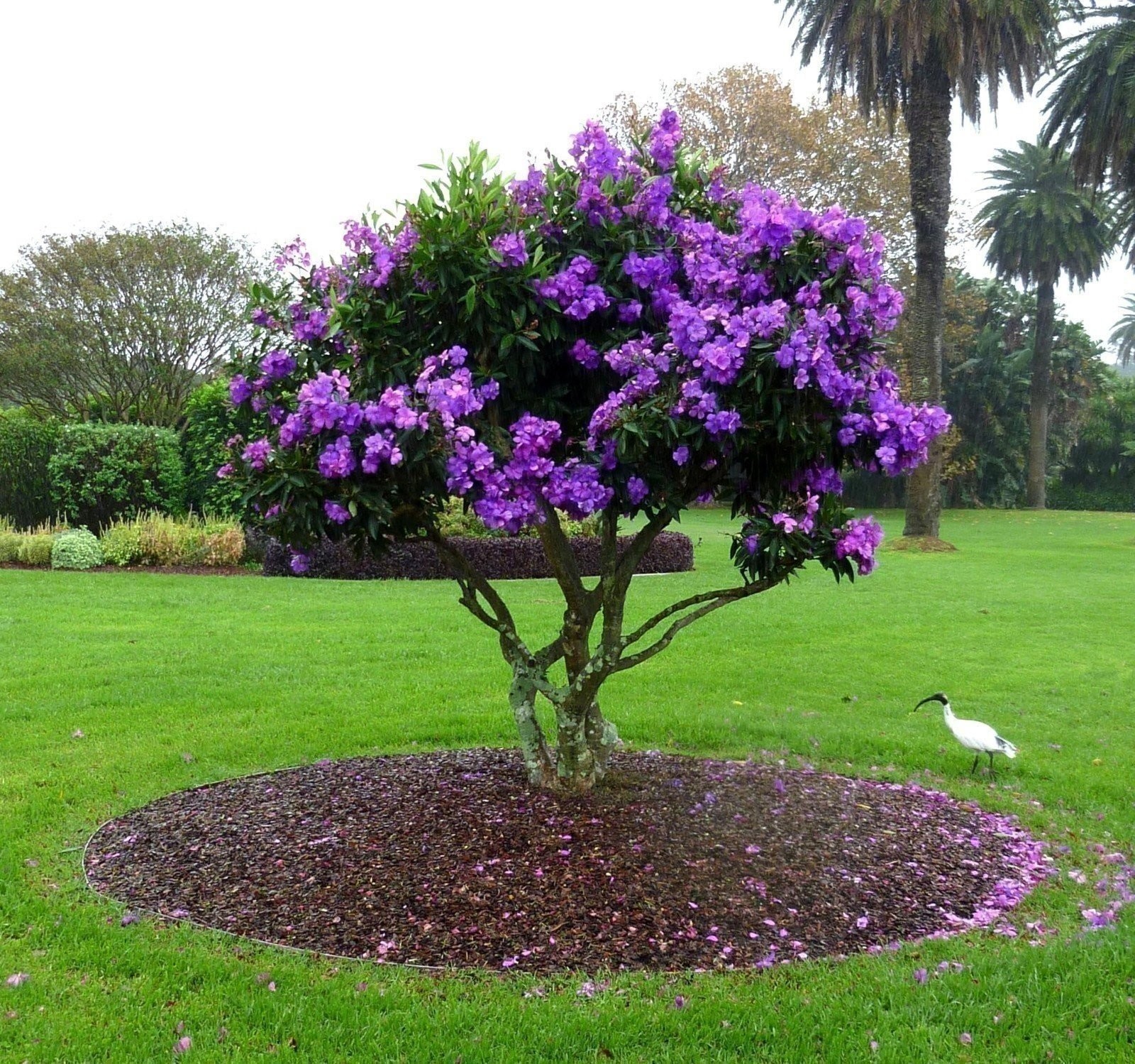 Tibouchina Dwarf Princess | 2 Inch | Tibouchina urvilleana | Flowering Plant