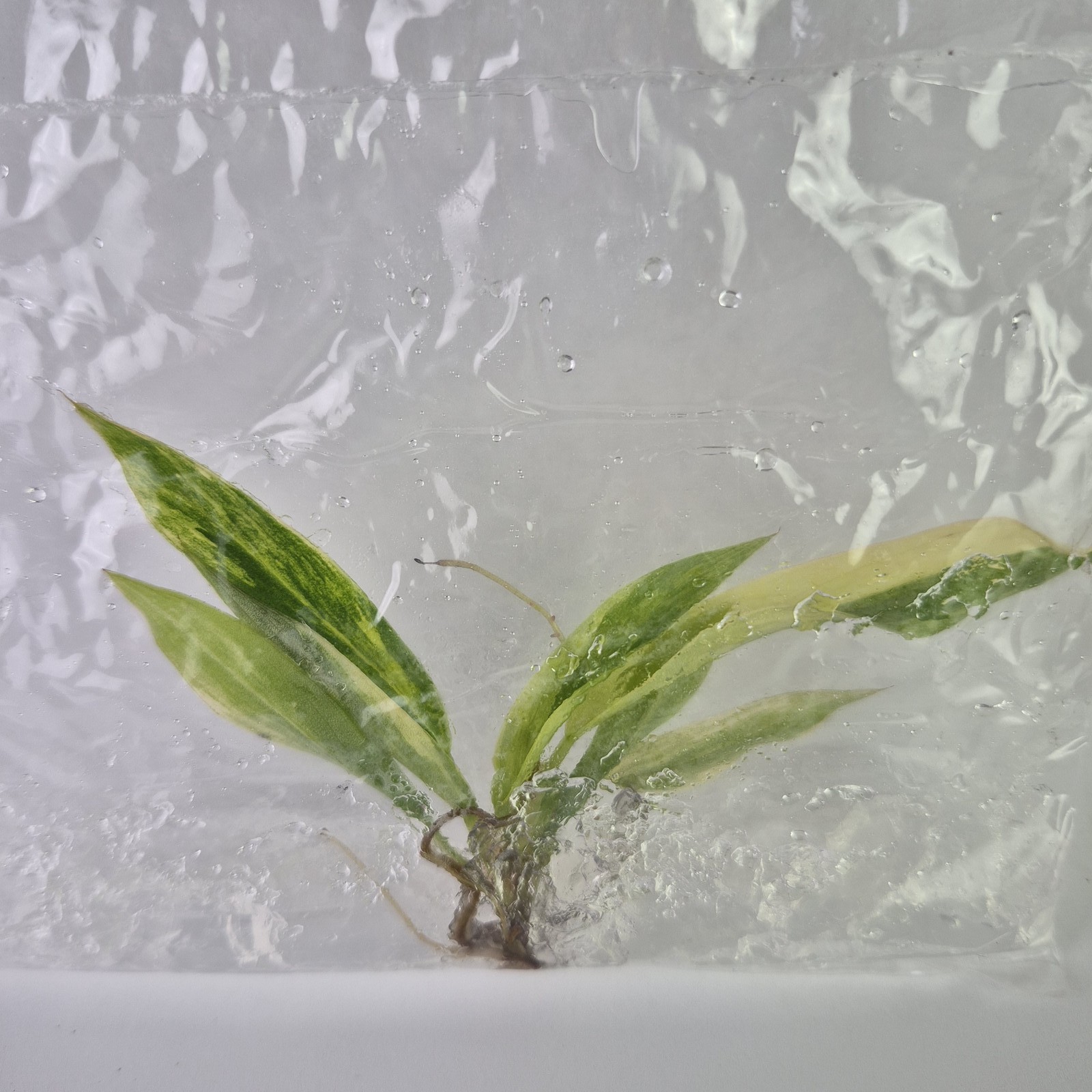 Philodendron Caramel Marble variegated tissue culture 2DayAir