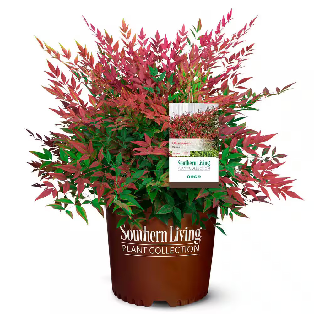 Obsession Nandina Shrub (2 Gal.)