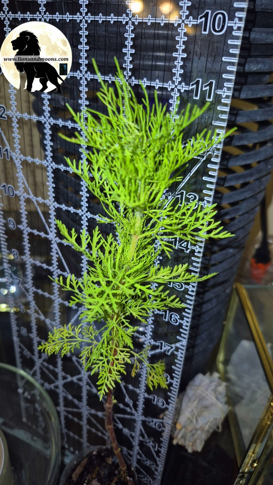 Fennel, Florence Starter Plant – Foeniculum Vulgare