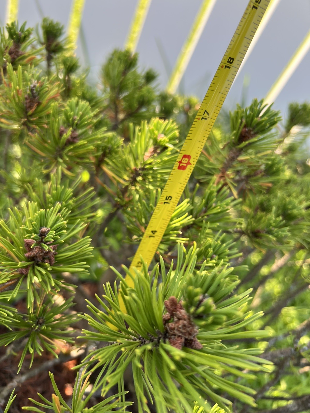 Dwarf Very Slow Grow Mugo Pine Bonsai – Cold-Hardy, Low-Maintenance Outdoor Tree