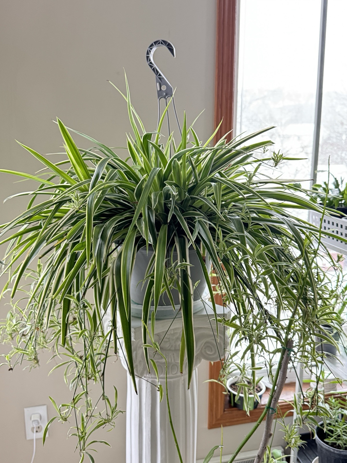 Spider Babies Live Plant Rooted 5-8 Plants Easy Care Air Purification