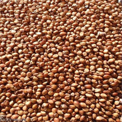 SeedRanch Egyptian Wheat Seed “Excellent for Quail” – 5 Lbs. Deer Screen