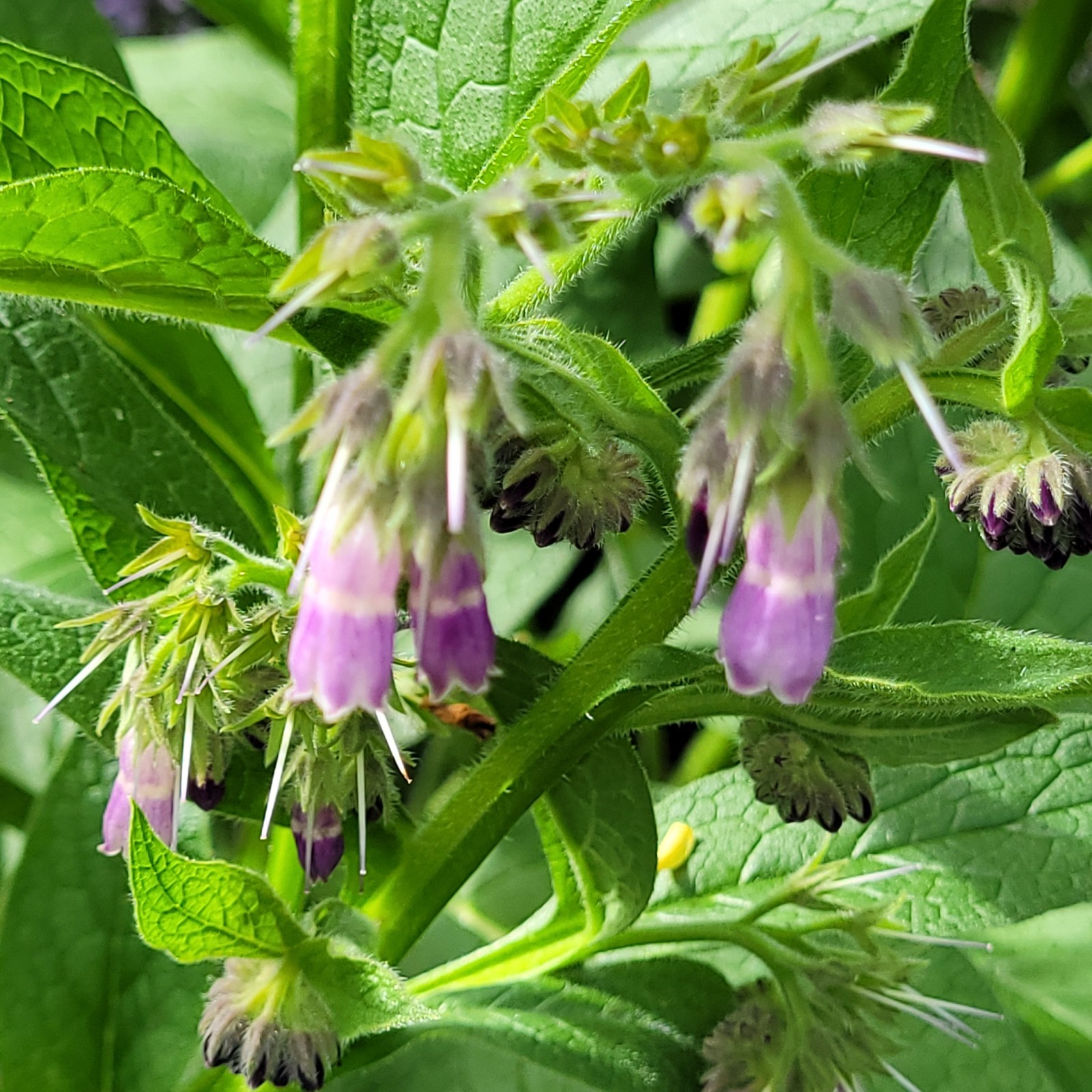 Russian Bocking 14 (Symphytum × uplandicum) 1-3 inch 10 Comfrey Root Cuttings