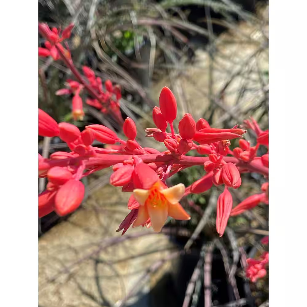 1 Gal. Hesperaloe Parviflora Red Yucca Color Plant Free Ship NEW