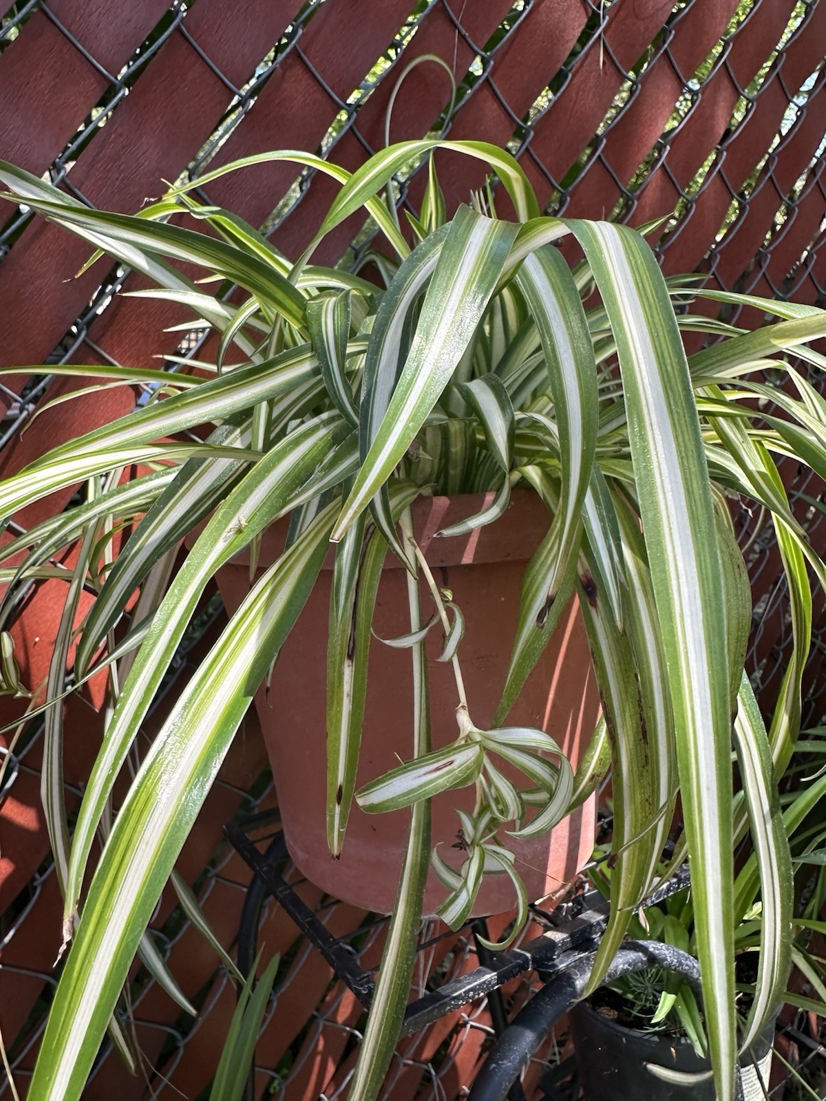 🪴CHLOROPHYTUM COMOSUM VARIEGATED SPIDER PLANT BARE ROOT/PUP🪴