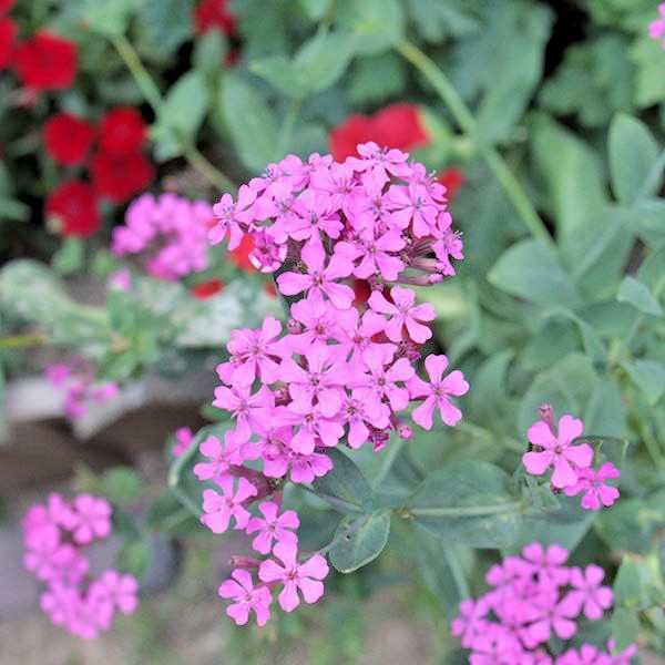 1000+CATCHFLY Flower Seeds None So Pretty Native Wildflower Patio Container Easy