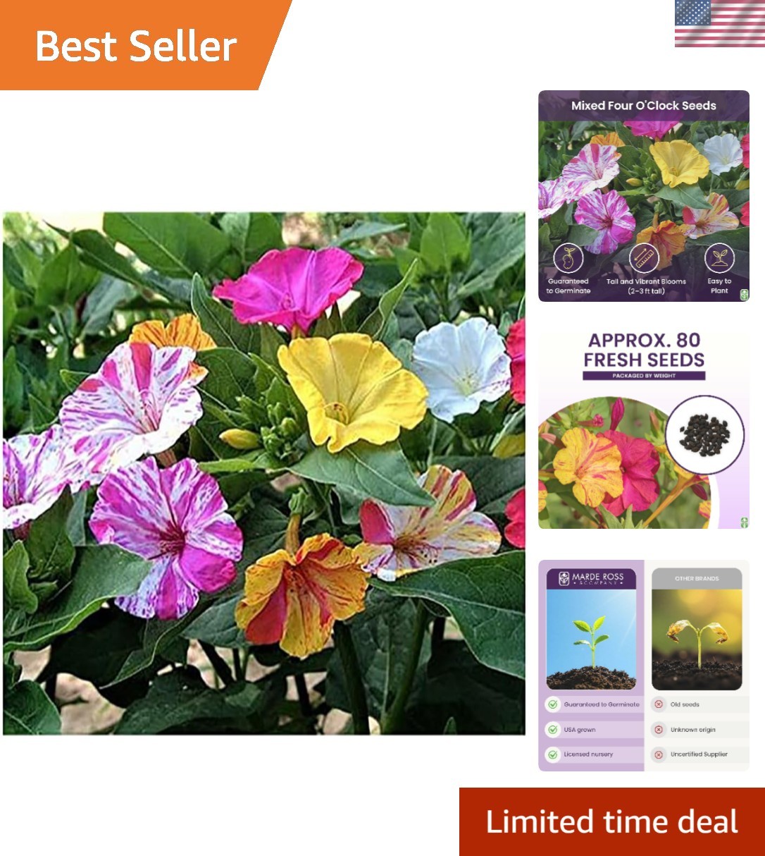 GMO-Free 80 Count Four O’Clock Flower Seeds – Fragrant, Easy to Grow & Reseed