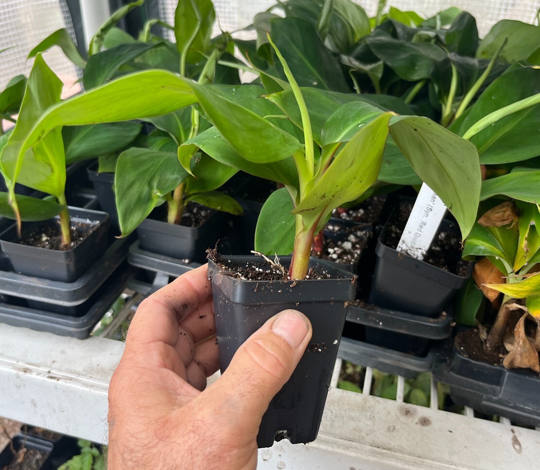 Cuban Red Banana Plant – Live Plant – AKA Red Dacca