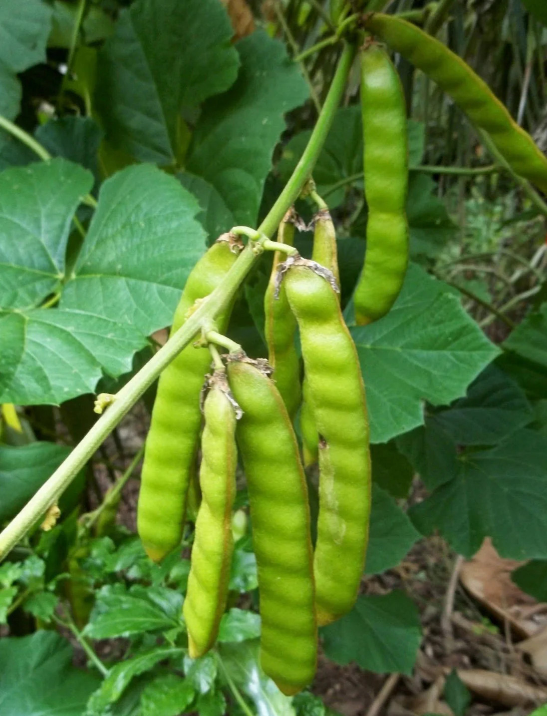 Jicama Seeds |True Mexican Yam Bean Turnip Potato USA Garden Vegetable Seed 2024