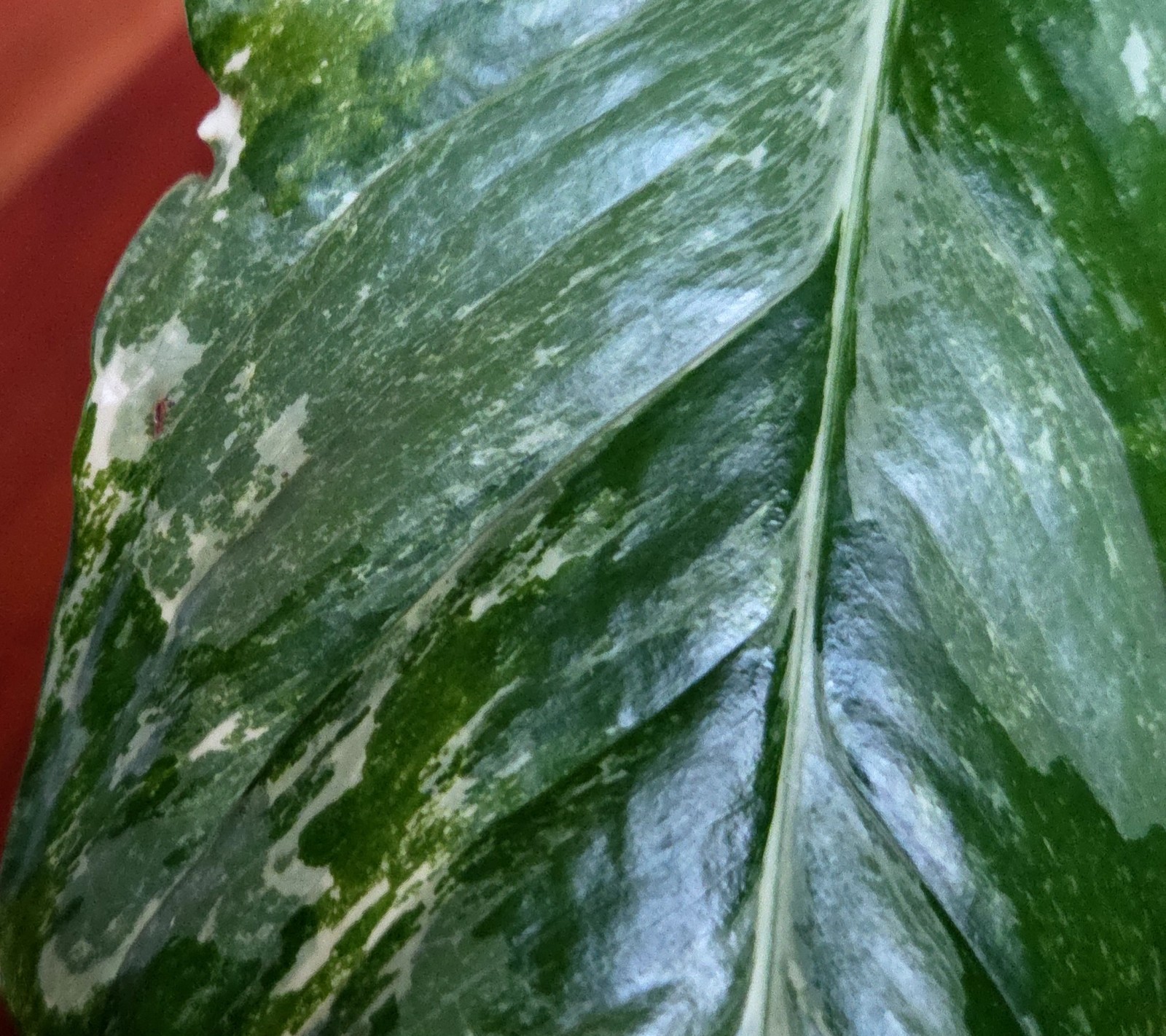 Rare Monstera Lechleriana Albo variegated 17″Tall Not Philodendron Anthurium