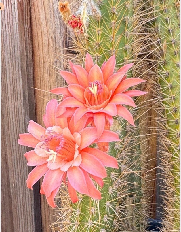 Pan 18.22.02 Hildewintera 12” Tall Rooted Cactus Plants
