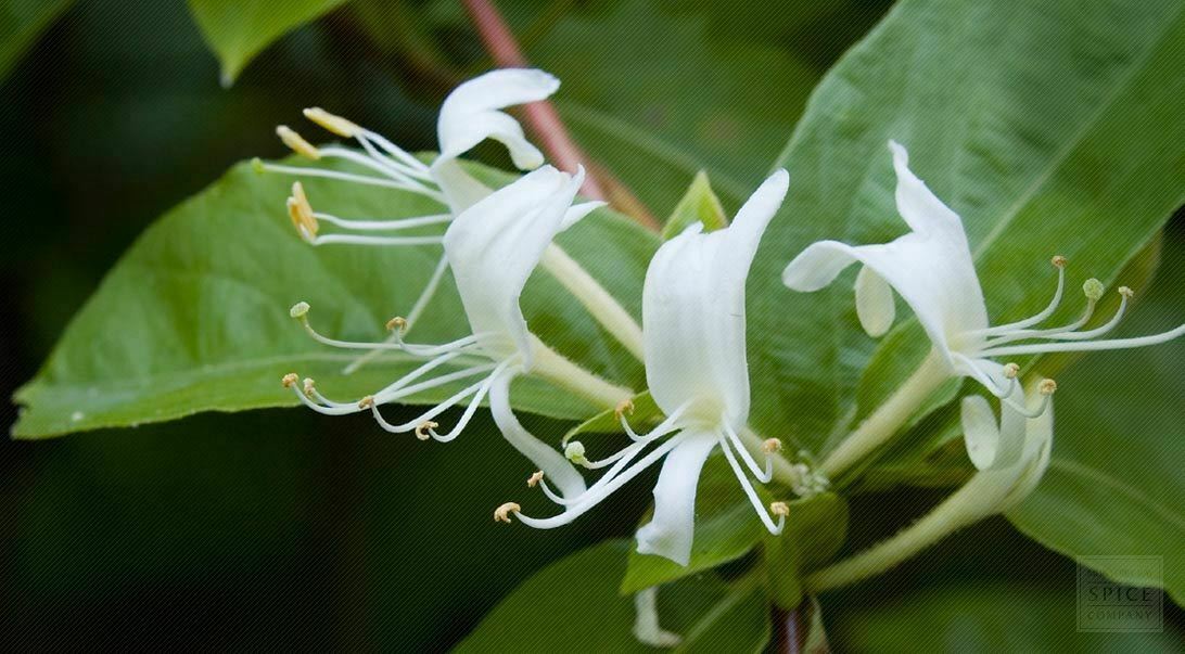 20 pc Japanese Honeysuckle Plant Vine Seed Organic Natural Grown Edible Vine
