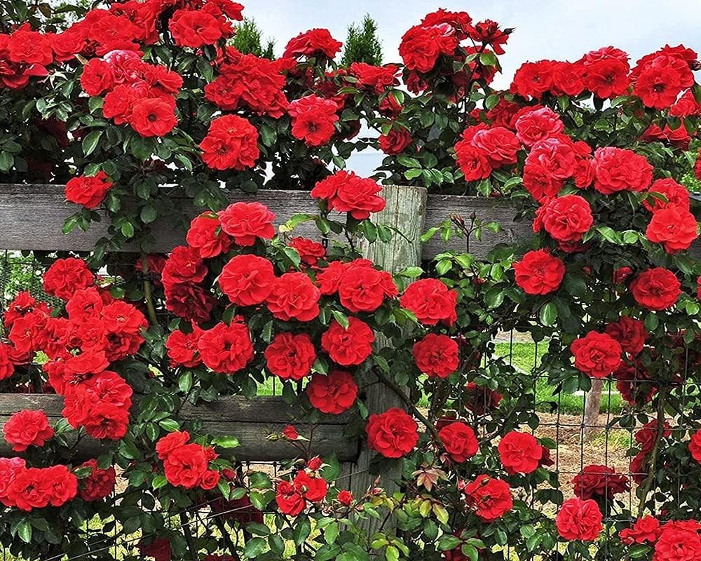 200+ Heirloom Climbing Rose Seeds for Stunning Gardens – Long-Blooming Beauty