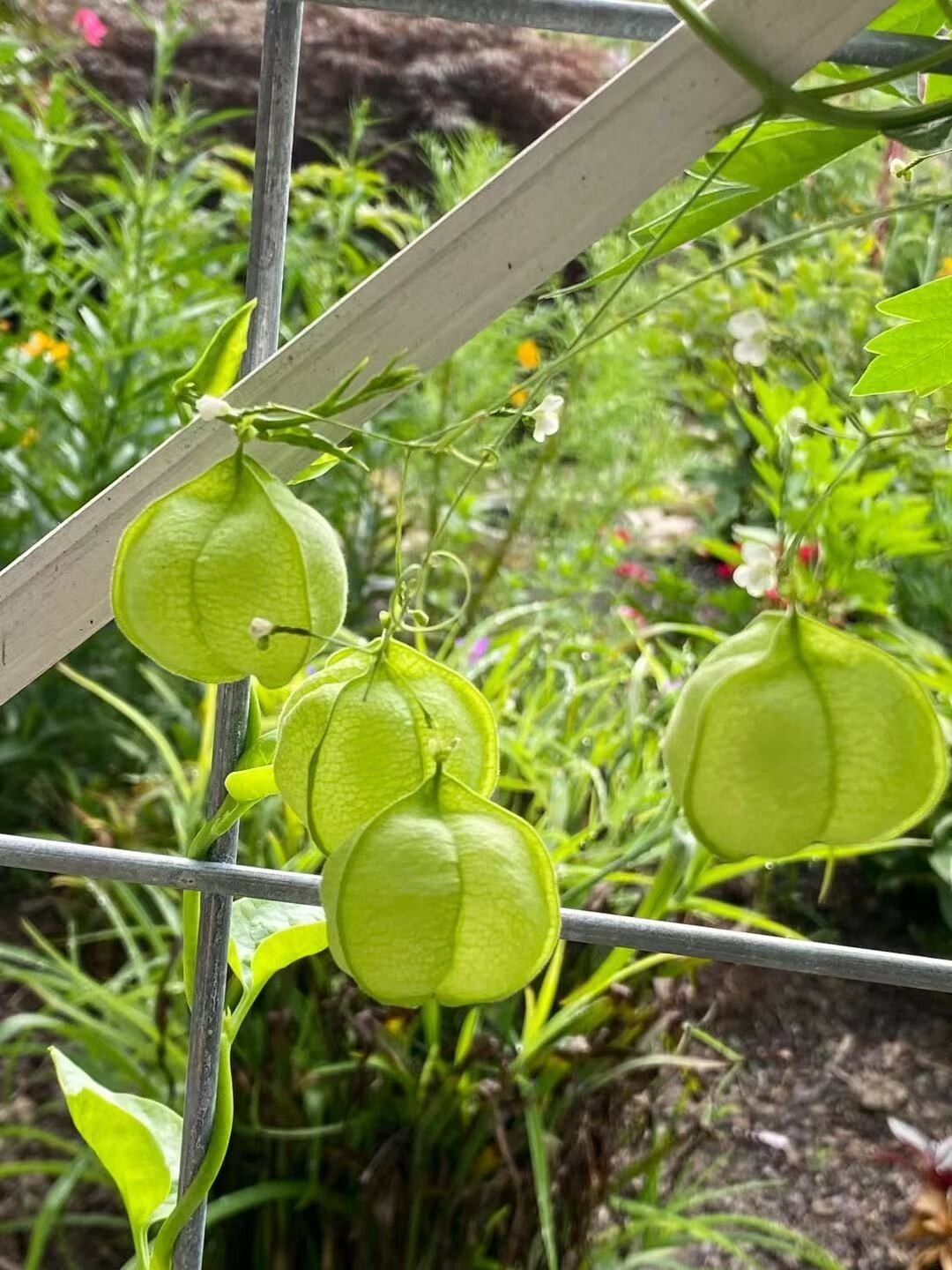 Balloon Vine( Love in a Puff) Seeds  25 Seeds