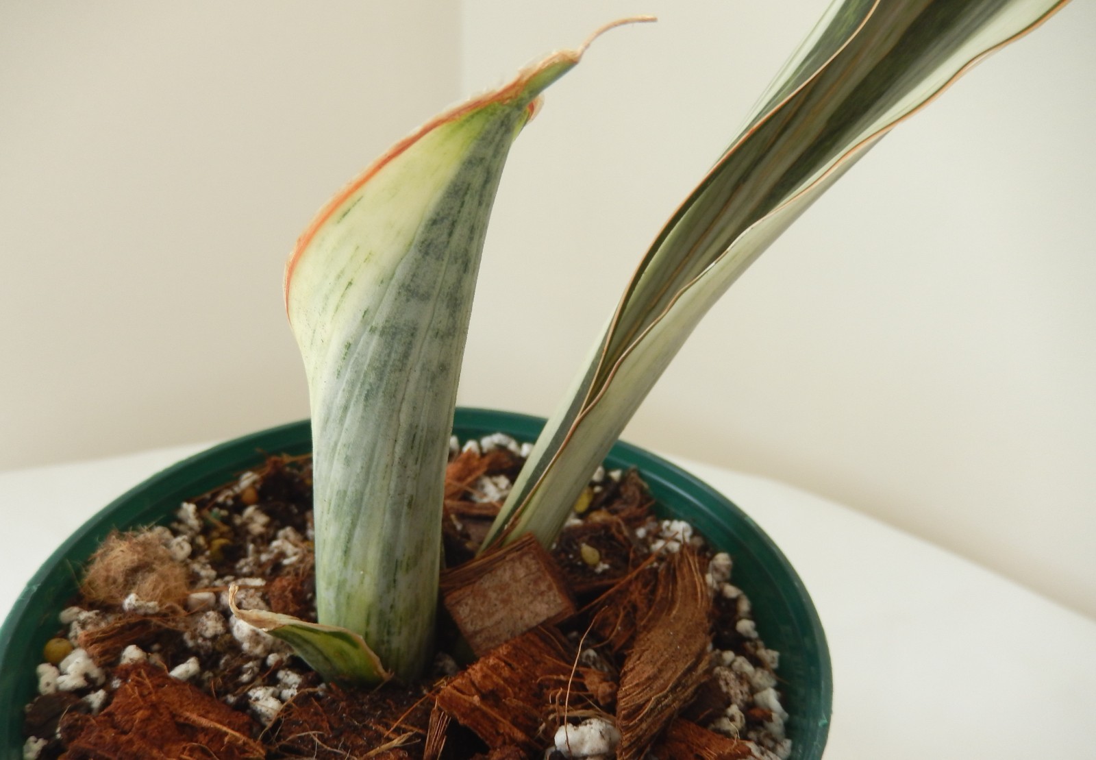 White Variegated Whale Fin Sansevieria Rooted In 4″ Pot Tag #34
