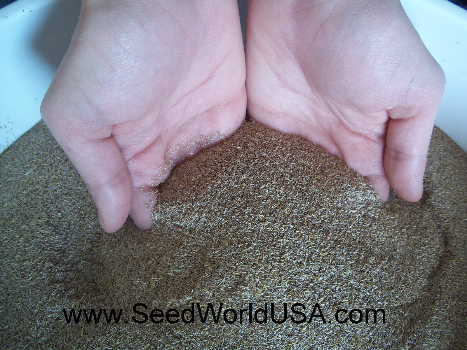 Penncross Creeping Bentgrass Seeds – 2 Lbs. (Certified)