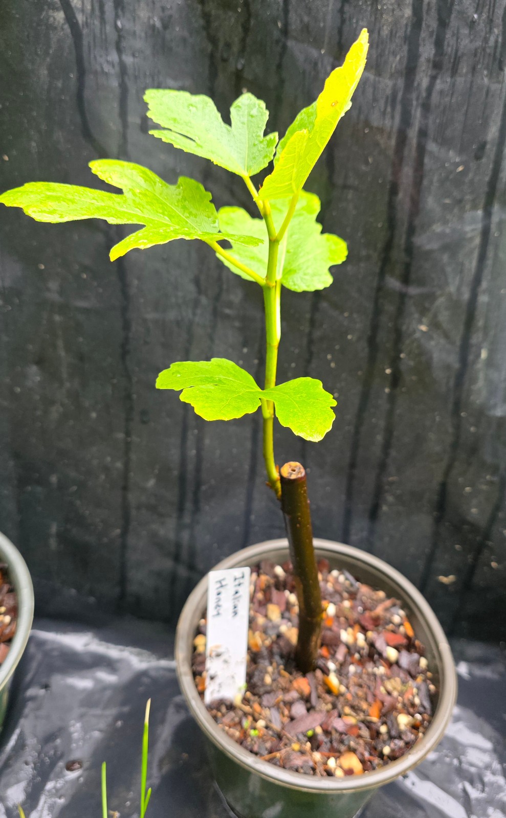 Italian Honey Fig Tree 6 to 12 inches in 5 inch pot, Cold Hardy Zone 7