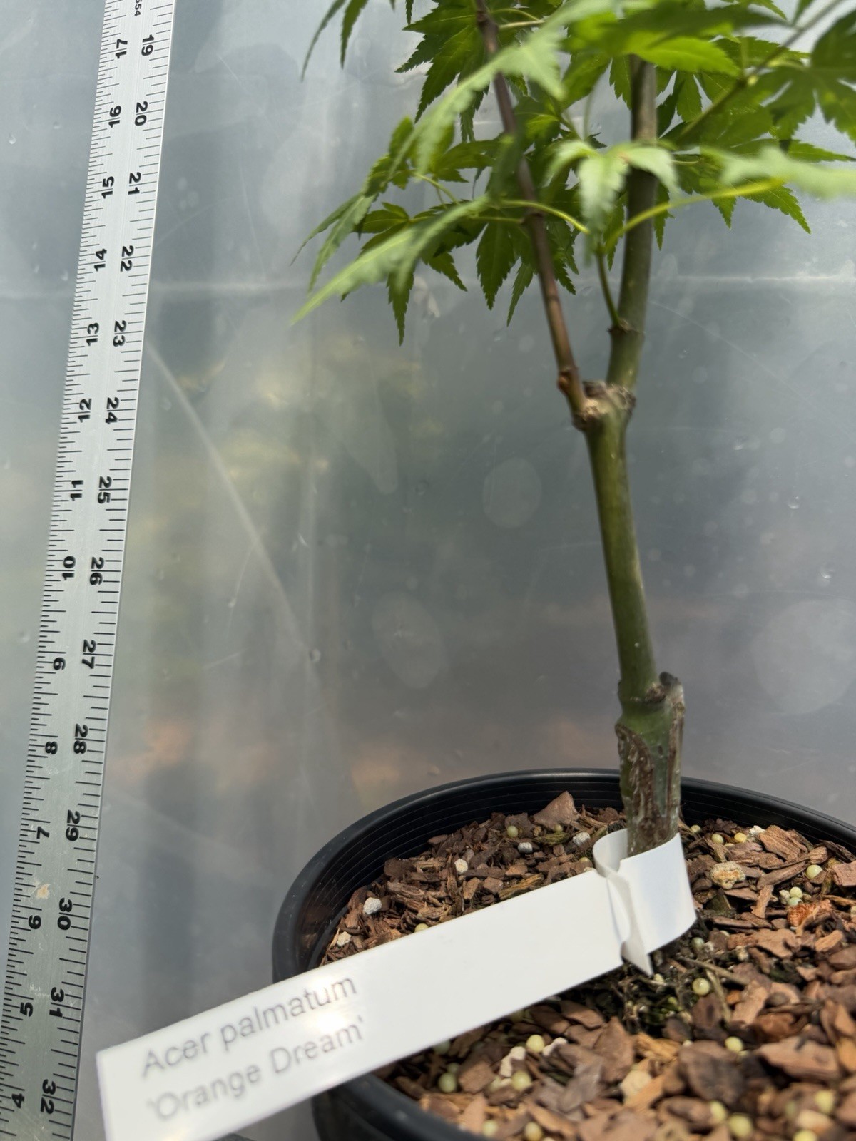 Orange Dream 1g, Japanese Maple