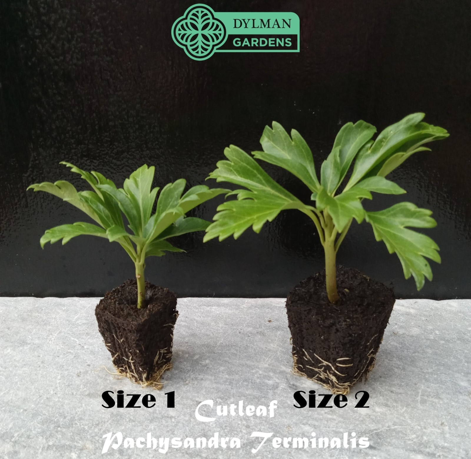 Cutleaf Japanese Spurge (Pachysandra terminalis ‘Cutleaf’) – Multiple Sizes