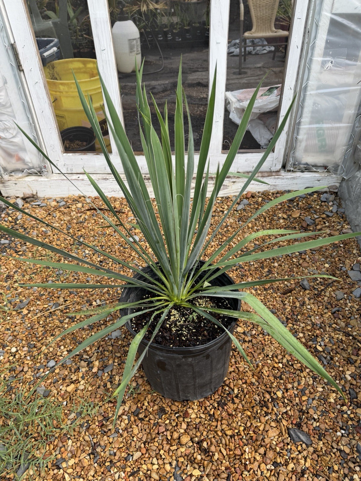 Yucca filamentosa – 3 Gallon – Adam’s Needle – Cold Hardy Native Yucca