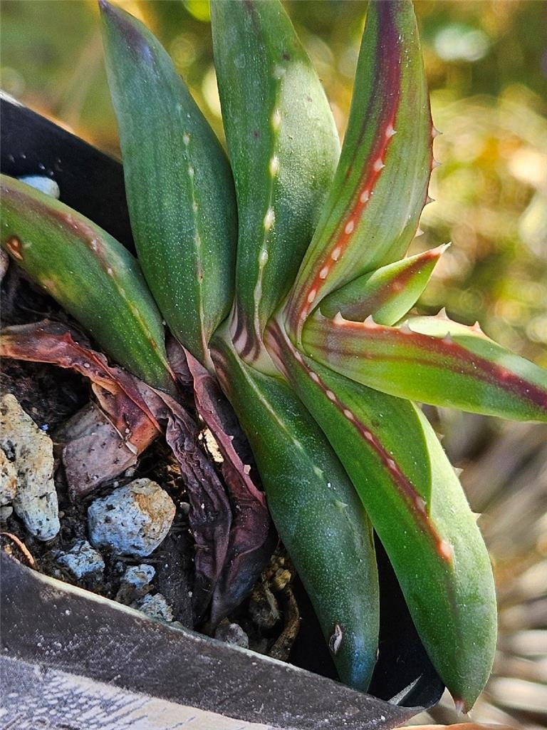 Aloe Pearsonii – Small Rooted Cutting
