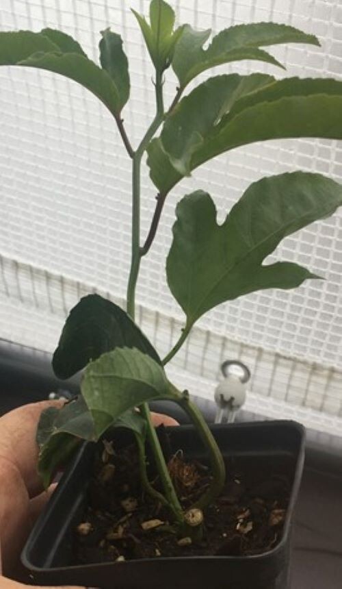 SWEET SUNRISE Passion Fruit~Live Starter Plant ~Passiflora edulis~ Self Fertile