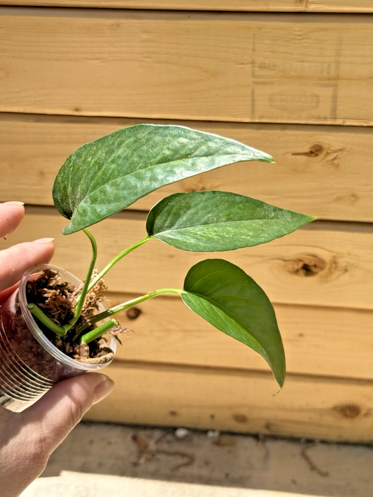 Epipremnum Pinnatum Mint – 3 x 1 Leaf 1 Node Cuttings, – RARE PLANT
