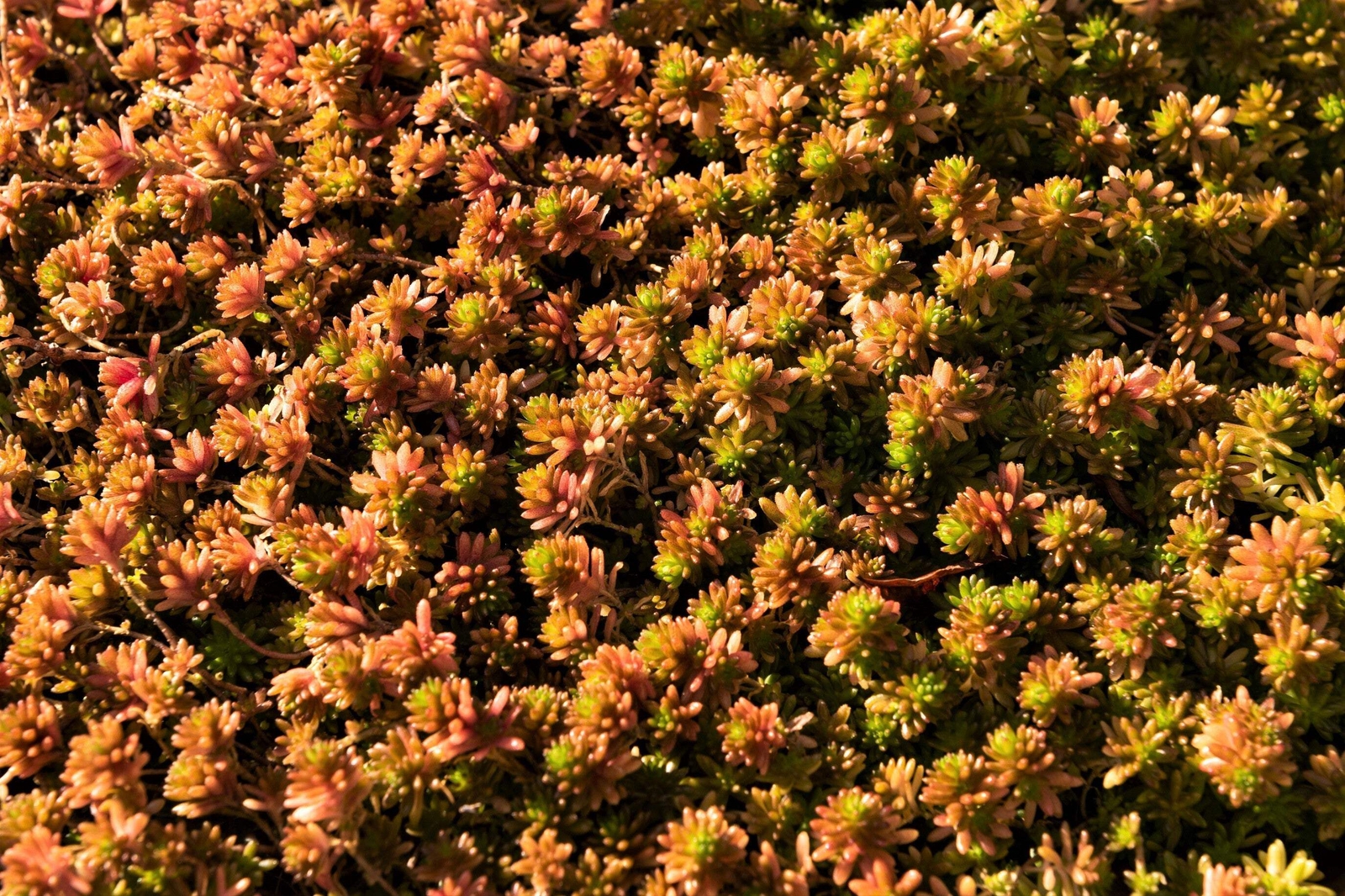 25 SPANISH STONECROP / SEDUM HISPANICUM Groundcover Flower Seeds *Comb S/H
