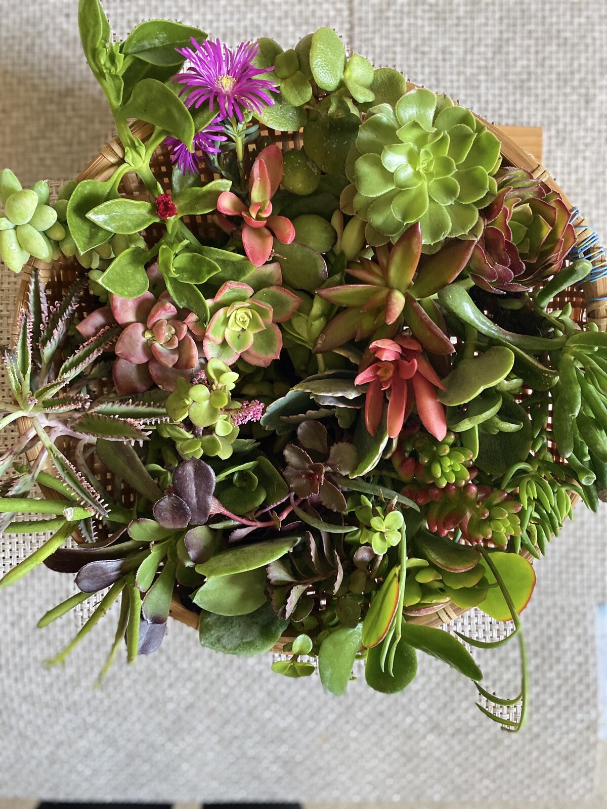 20 Assorted Organic Succulent Cuttings, Plus 2 free cuttings, $17.99