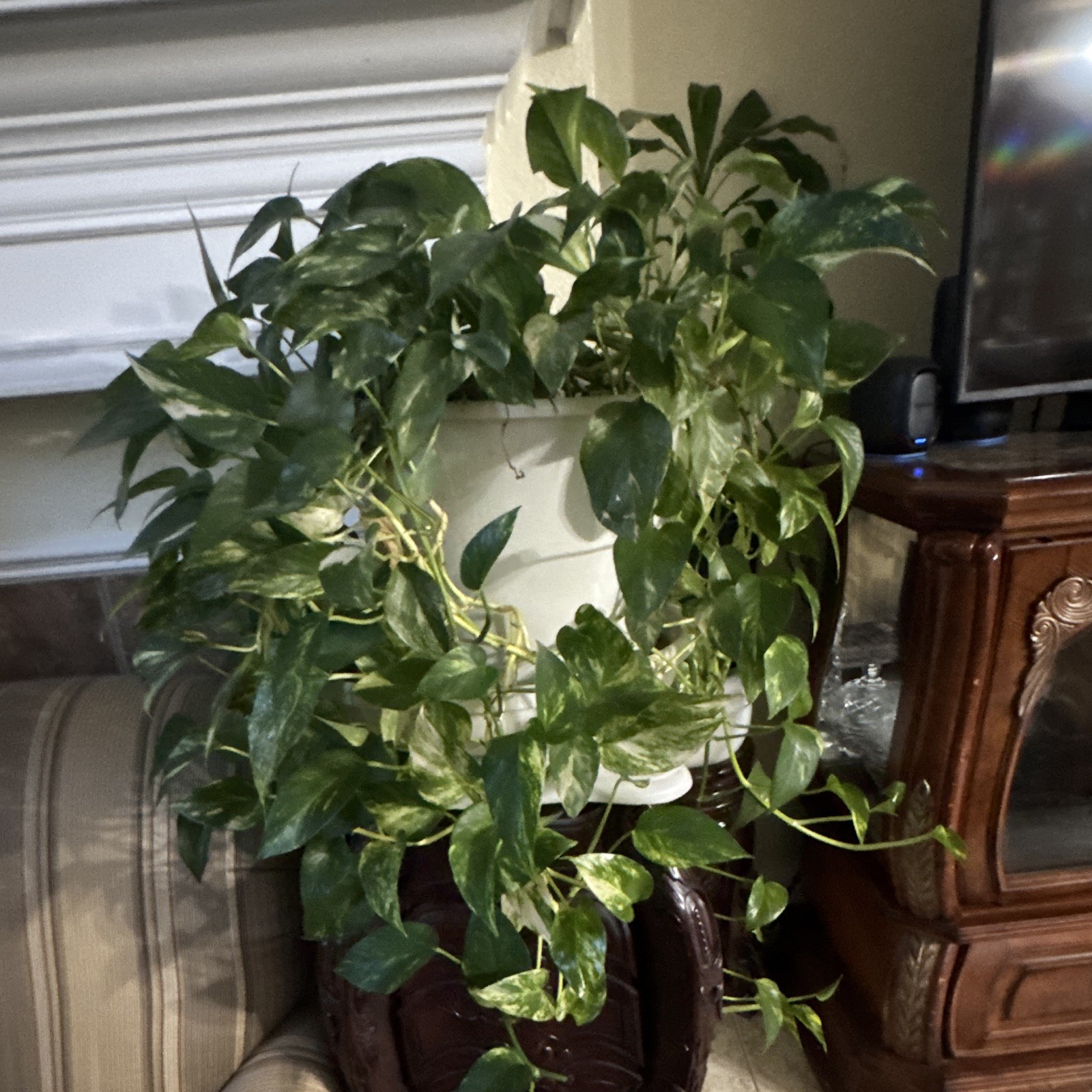 Live Potted Pothos (Epipremnum) Indoor Green Trailing Climbing Vine