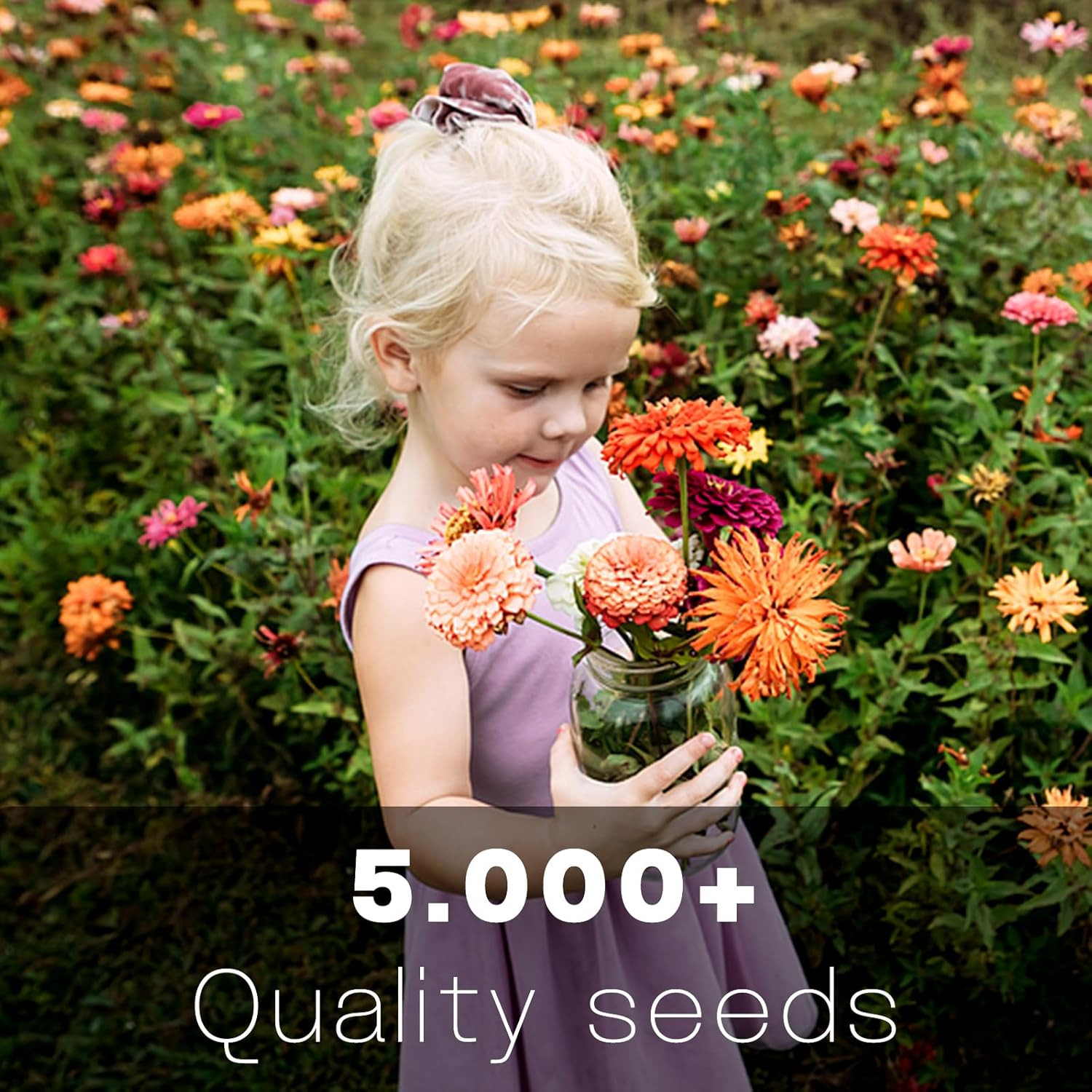 Zinnia Seeds Bulk 5,000+ | Outdoor Flower for Planting |Giant Zinnia Seeds fo…