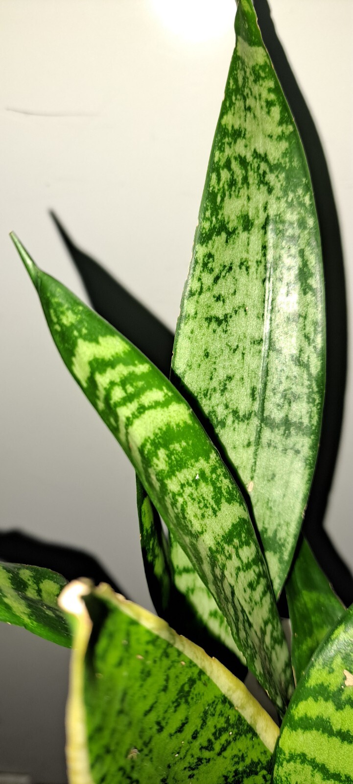 Snake plant, you’re getting two plants with roots for good measure