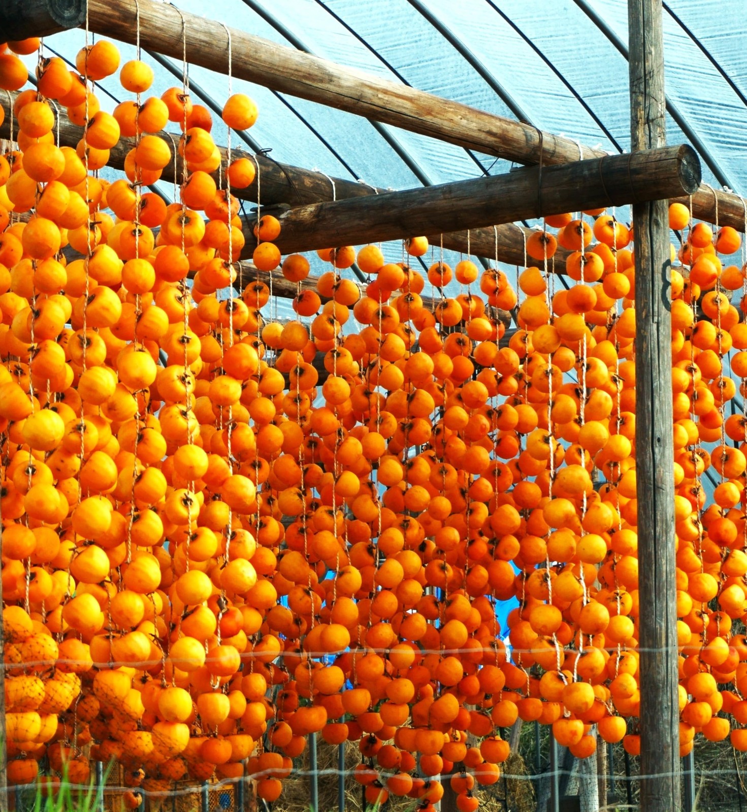 – Japanese Persimmon Tree Seeds – 10+ Count – for 2026 Planting Diospyros Kak…