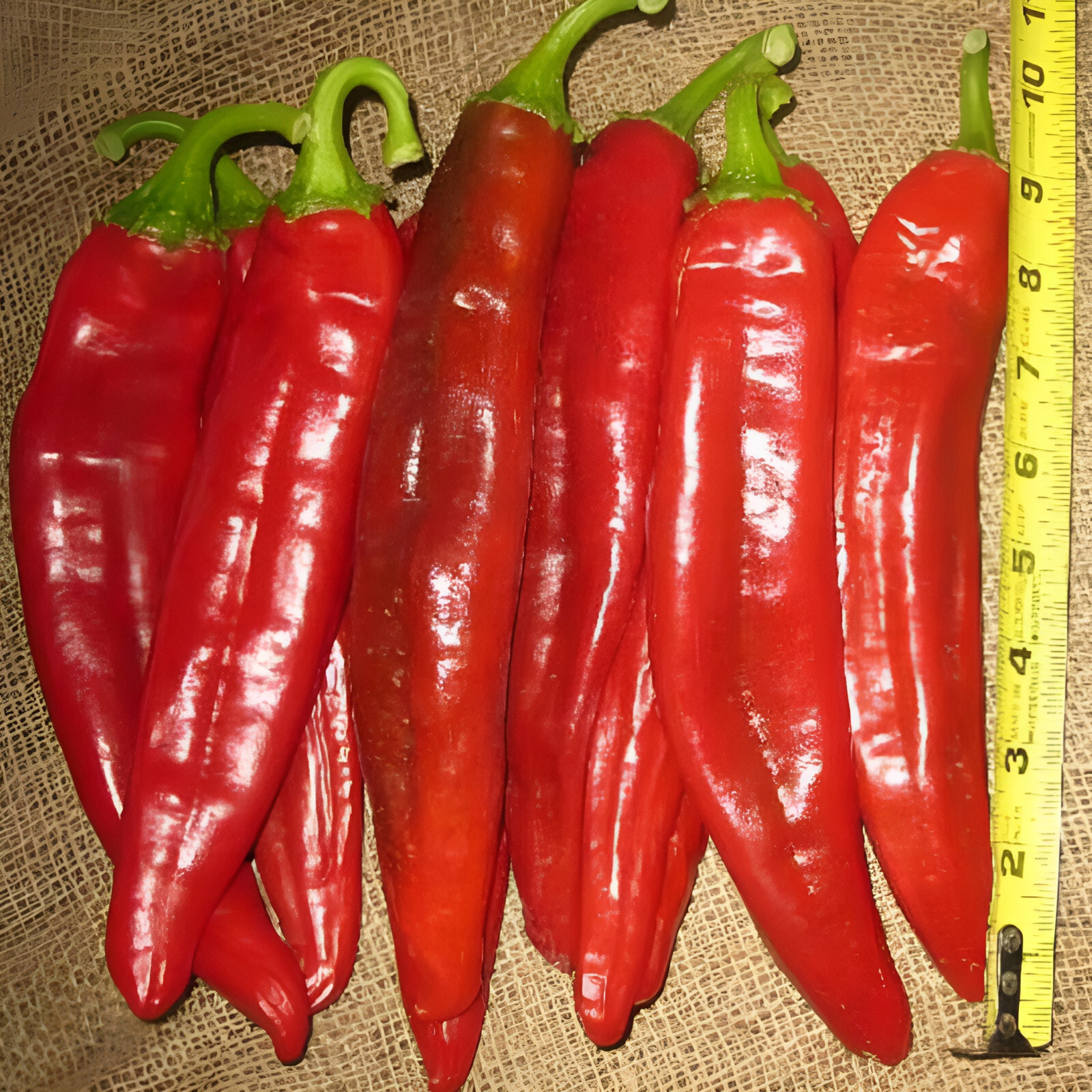 75ct Heirloom NuMex BIG Jim Hatch Chili Pepper Seeds HUGE Foot Long Mild Peppers
