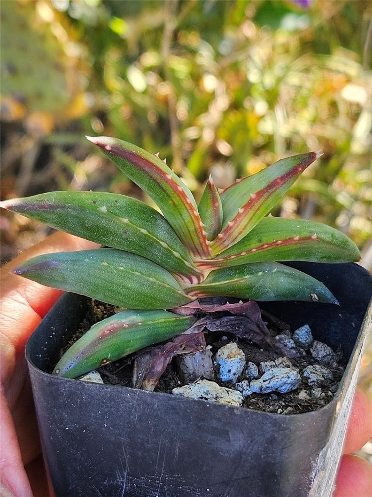 Aloe Pearsonii – Small Rooted Cutting