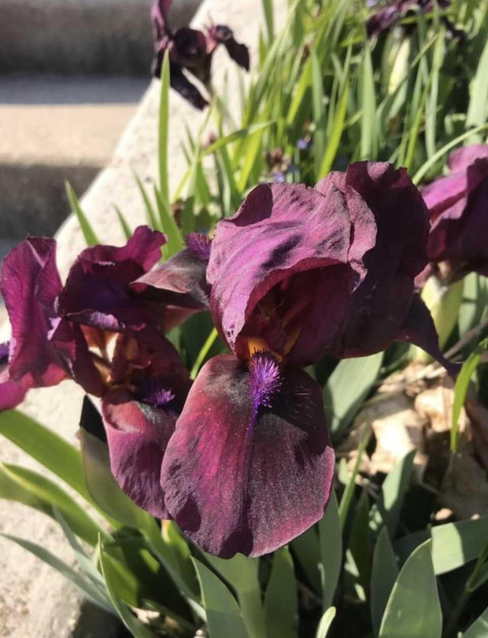 ONE (1) BEARDED MINI IRIS Solid purple live plants perennial bulb Freshly Dug