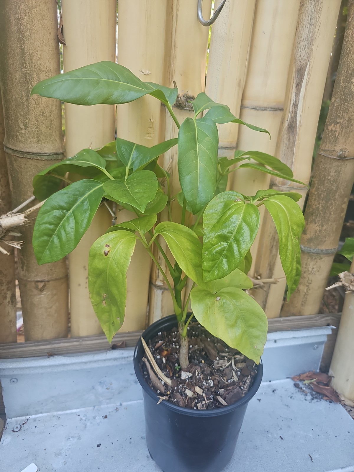 Umbrella Tree Schefflera actinophylla Octopus Live Plant 22″