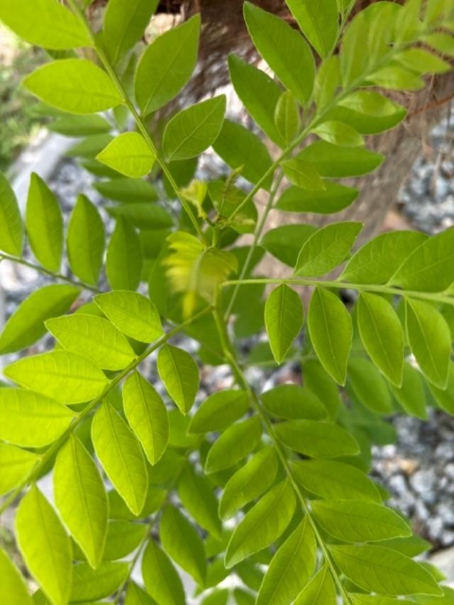 4 MO’s RED HOG PLUM LIVE CLONED ROOTED (SPONDIAS PURPUREA) RED MOMBIN/CIRUELA