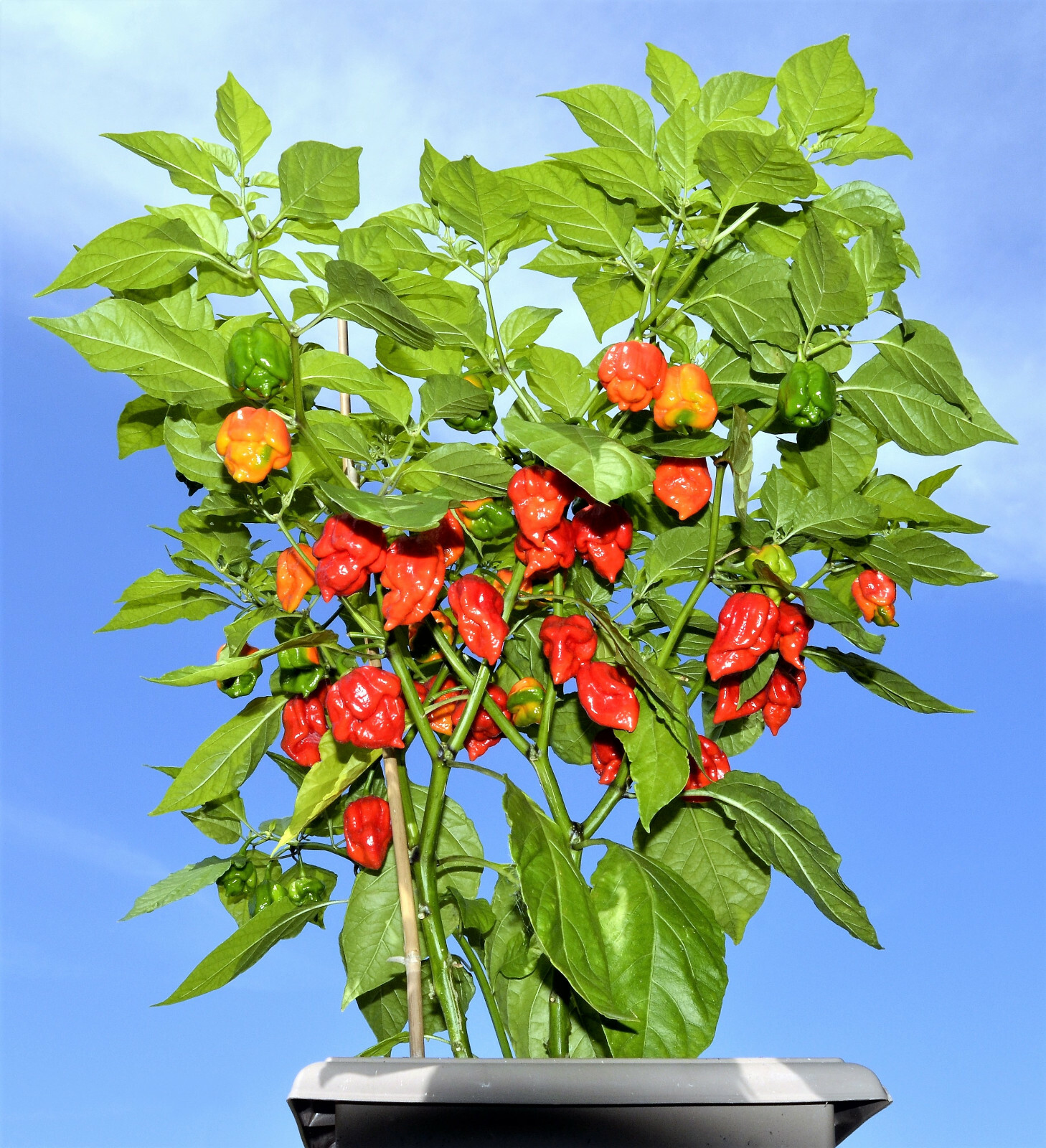 10 Red CAROLINA REAPER PEPPER World’s Hottest Capsicum Chinense Hot Chili Seeds