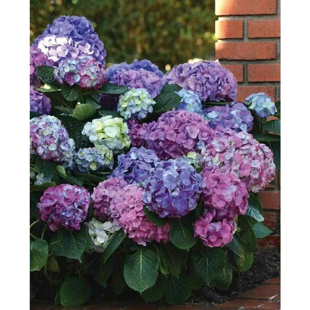 3 Gallon Bloomables L.A. Dreamin Hydrangea – Hydrangea ‘Lindsey Ann’
