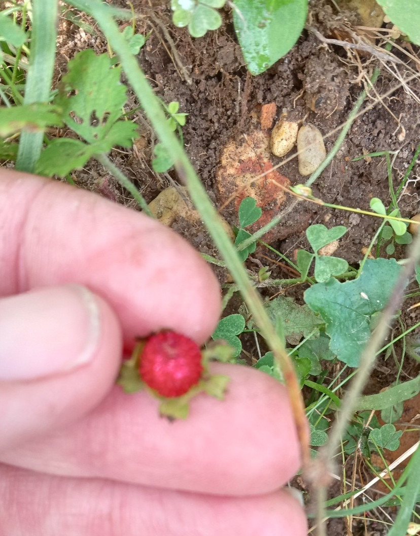 Wild Strawberry/Indian Strawberry ( Duchesnea indica) Ground Cover- 2 Plants