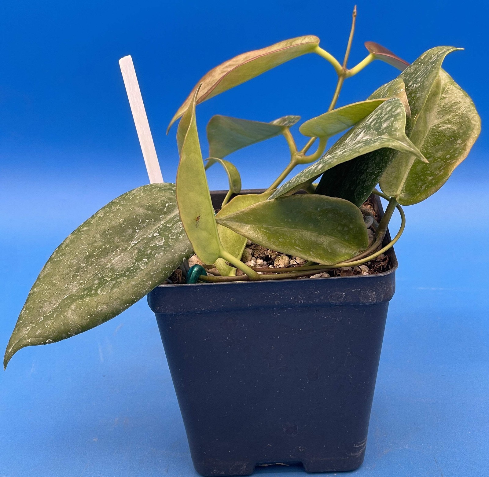 Hoya Archboldiana Pink Rooted In 3.5″ pot – Multiple Nodes!