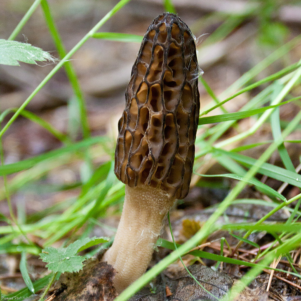 Seeds Mushroom Morel Conical Mycelium Spawn Grow Kit Dried Spores Organic