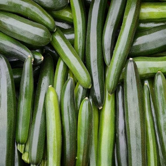 Squash Black Beauty Zucchini Seeds 25 Ct Summer Vegetable NON-GMO FREE SHIPPING