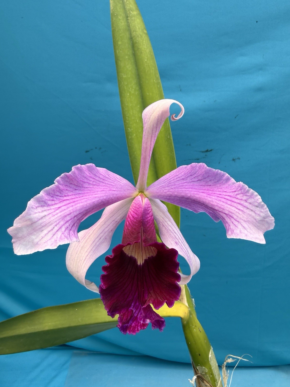 Cattleya purpurata gilbert X Atropurpurea Fragrant Orchid Species 4” Pot (CJ08)