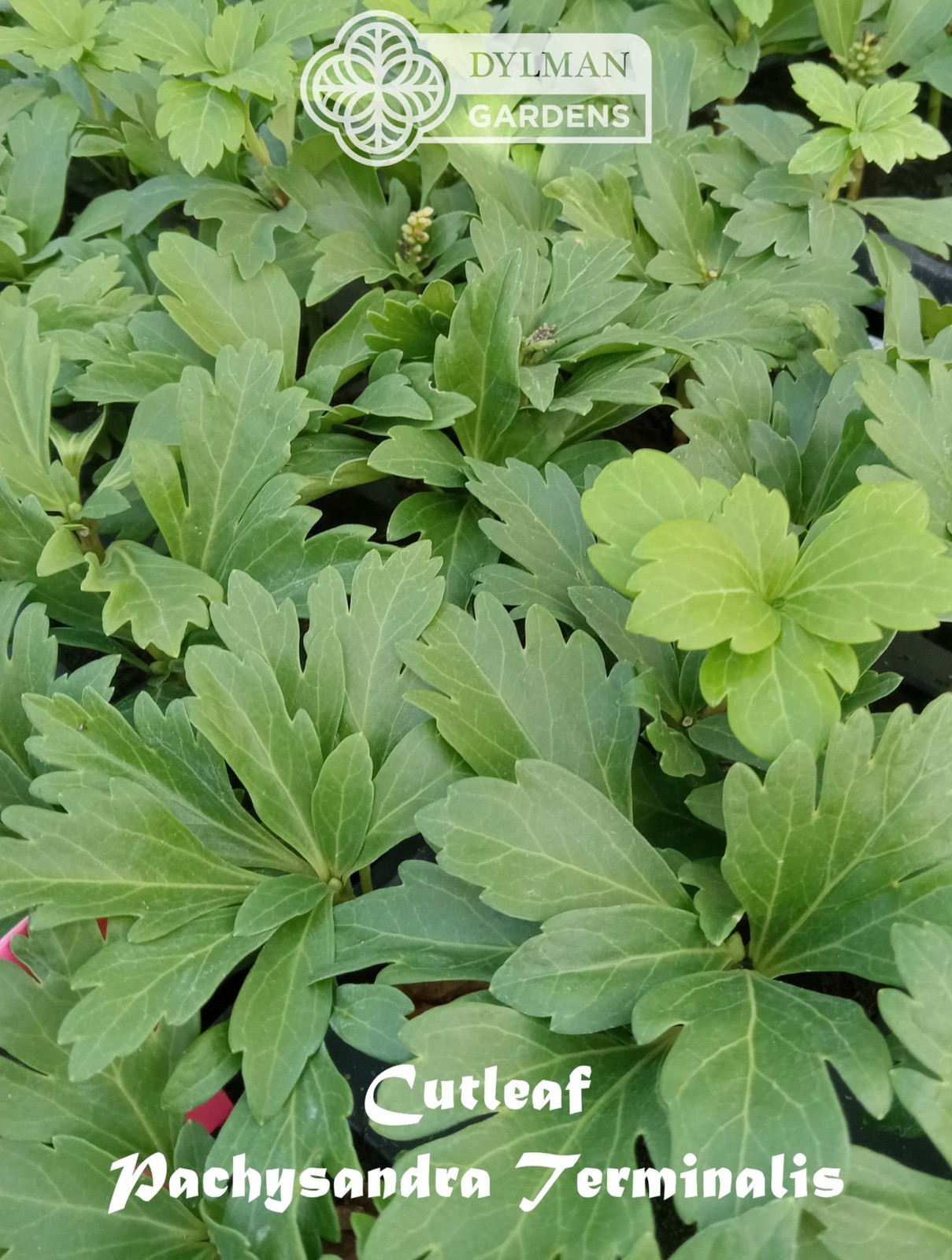 Cutleaf Japanese Spurge (Pachysandra terminalis ‘Cutleaf’) – Multiple Sizes