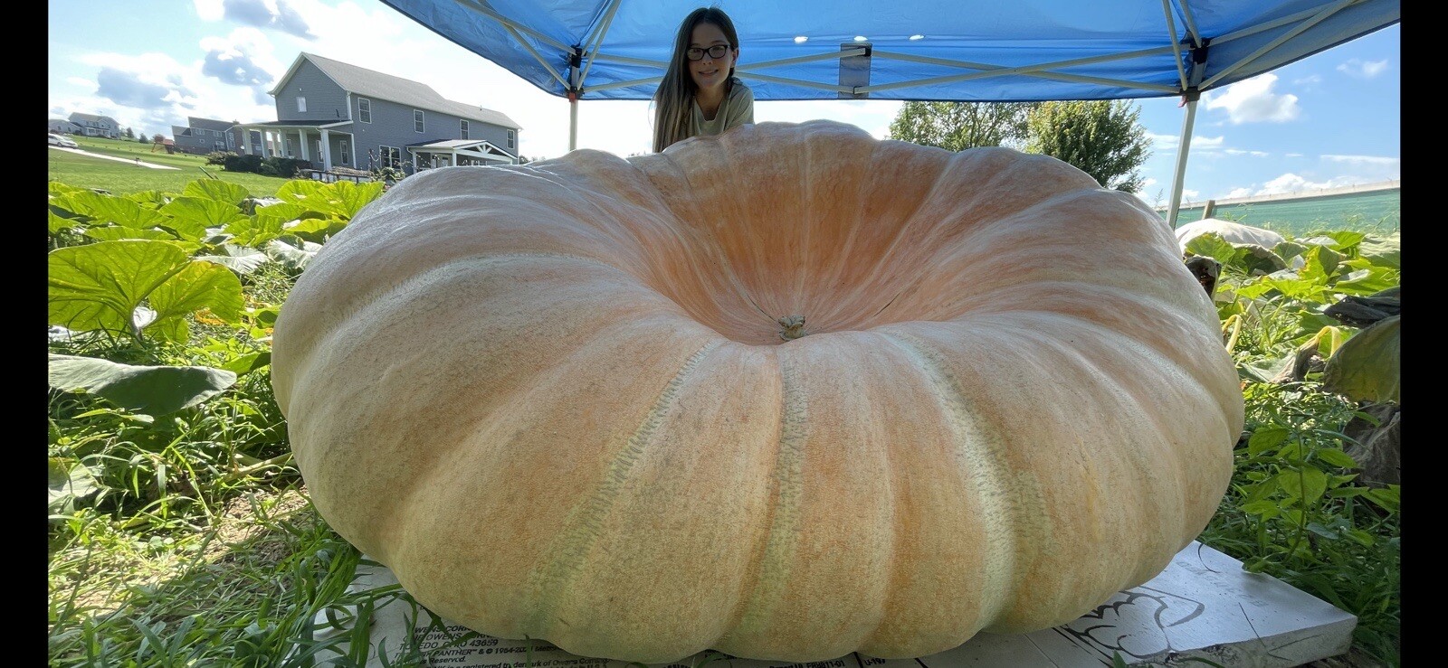 Atlantic Giant Pumpkin Seeds 1109 McMillin’23 (1819 Marshall X 2147 Marshall)$35