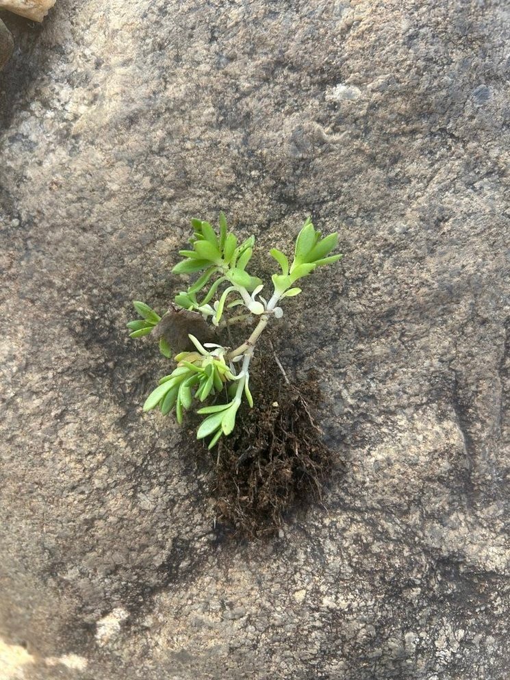 Stringy Stonecrop/Sedum Sarmentosum Small Live Starter Plant