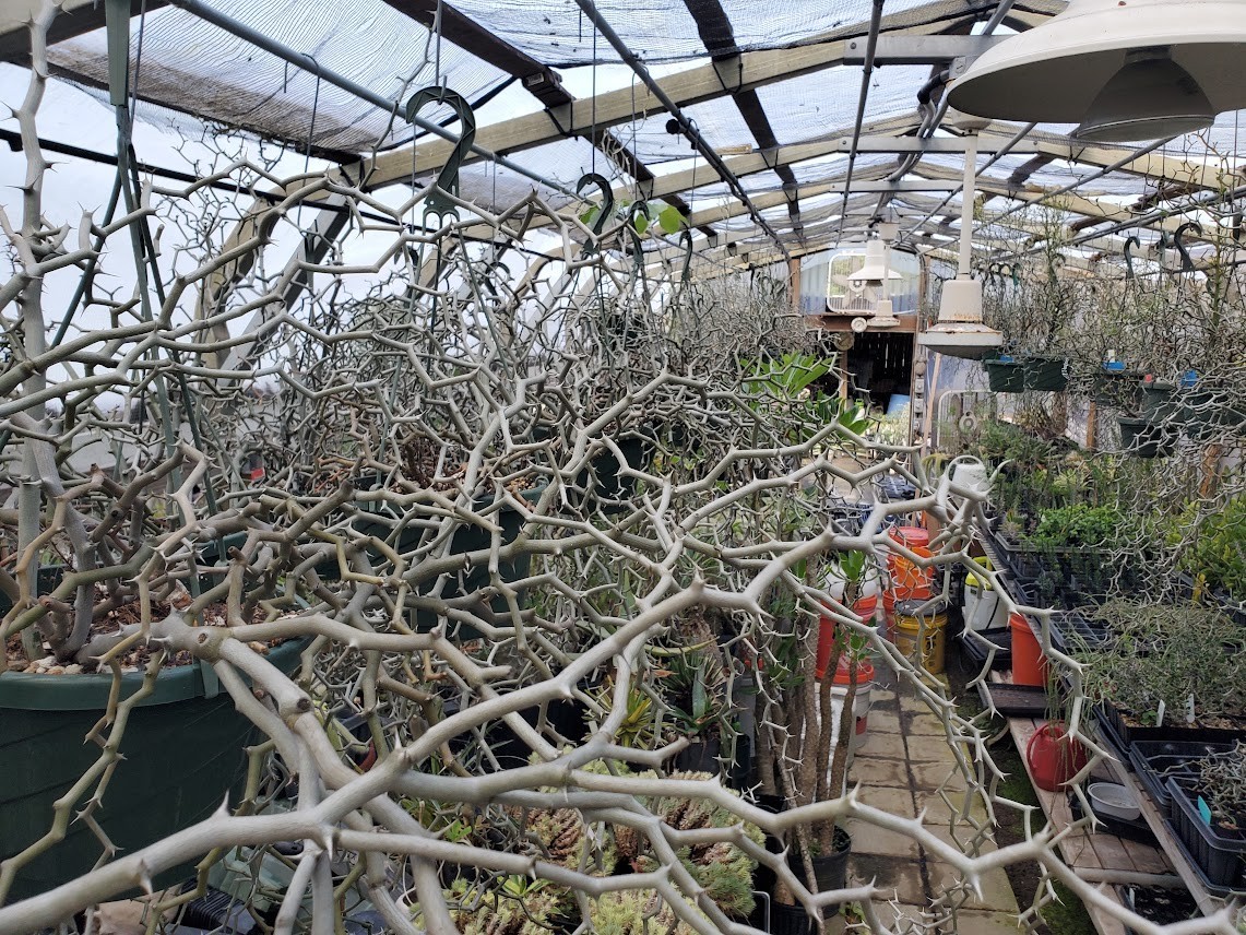 Decarya madagascariensis – Zig Zag Plant – Madagascar – Rooted Lot Dm14